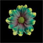 náhled RK CHRYSANT. BARVENÁ KOPRETINA HAWAI