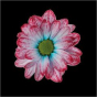 náhled RK CHRYSANT. BARVENÁ KOPRETINA HOLLANDIA