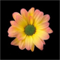 náhled RK CHRYSANT. BARVENÁ KOPRETINA MOONSHINE