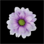 náhled RK CHRYSANT. BARVENÁ KOPRETINA PASTEL MILKA