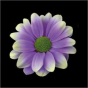 náhled RK CHRYSANT. BARVENÁ KOPRETINA PURPLE FRESH