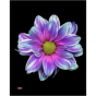 náhled RK CHRYSANT. BARVENÁ KOPRETINA SLUSH PUPPY