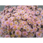 náhled RK CHRYSANT. KOPRETINA BARVENÁ STALLION SWEET PINK