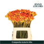 náhled RK CRASPEDIA BARVENÁ AUTUM MIX