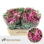 náhled RK EUSTOMA BARVENÁ CERISE