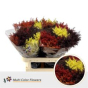 náhled RK SOLIDAGO BARVENÉ HERFST MIX