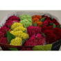 náhled RK CELOSIA MIX