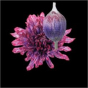 náhled RK CHRYSANT. BARVENÁ ANTONOV PASSION