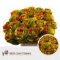 náhled RK BRASICA BARVA YELLOW SPLASH RED