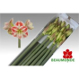 náhled RK AMARYLLIS BÍLO-ČERVENÝ