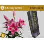 náhled RK LILIE SG DALIAN