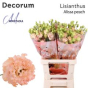 náhled RK EUSTOMA ALLISA PEACH