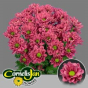 náhled RK CHRYSANT. KOPRETINA RESQ CHERRY