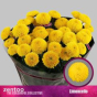 náhled RK CHRYSANT. KOPRETINA ŽLUTÁ LIMONCELLO