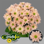 náhled RK CHRYSANT. KOPRETINA RESQ PEACH