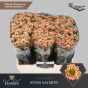 náhled RK CHRYZANT. SANTINI ROSSI SALMON
