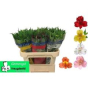 náhled RK ALSTROMERIA MIX