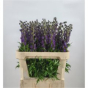 náhled RK ACONITUM
