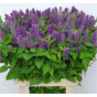 náhled RK AGASTACHE