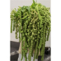 náhled RK AMARANTHUS CAUD CYCLOP
