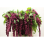 náhled RK AMARANTHUS CAUD ROSARY