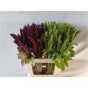 náhled RK AMARANTHUS MIX