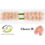 náhled RK ANTURIE CHEERS 20