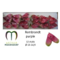 náhled RK ANTURIE REMBRANDT PURPLE 12