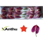 náhled RK ANTURIE ROXETTE 12