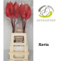 náhled RK ANTURIE XAVIA 20