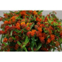 náhled RK ASCLEPIAS RED BEAUTY