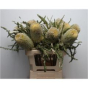 náhled RK BANKSIA
