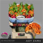 náhled RK CELOSIA ACT ZARA