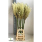 náhled RK CORTADERIA