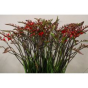 náhled RK CROCOSMIA