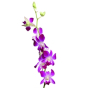 náhled RK DENDROBIUM