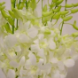 náhled RK DENDROBIUM BÍLÉ HOLAND.