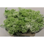náhled RK EUPATORIUM