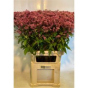 náhled RK EUPATORIUM PURPUREUM
