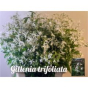 náhled RK GILLENIA TRIFOLIATA