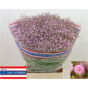 náhled RK GYPSOPHILA RUŽOVÁ