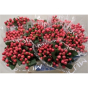 náhled RK HYPERICUM COCO TANGO