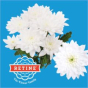 náhled RK CHRYSANT. BALTICA BÍLÁ