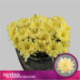náhled RK CHRYSANT. BALTICA CREAM