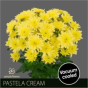 náhled RK CHRYSANT. EURO CREAM