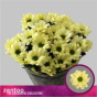 náhled RK CHRYSANT. KOPRETINA CREAM