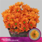 náhled RK CHRYSANT. KOPRETINA ORANŽOVÁ