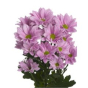 náhled RK CHRYSANT. KOPRETINA RŮŽOVÁ