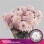 náhled RK CHRYSANT. EURO RŮŽOVÁ PASTELA ROSE