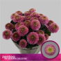 náhled RK CHRYSANT. KOPRETINA SOUVENIR